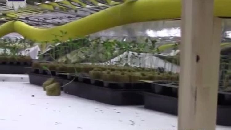 zlikwidowana plantacja marihuany