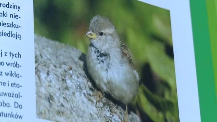 Światowy Dzień Wróbla