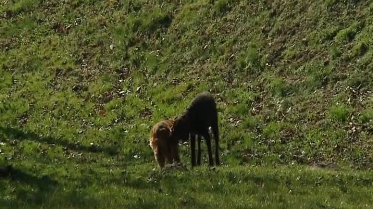 sprzątanie po psach