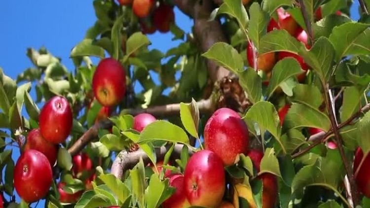 pierwszy klaster owocowy w Polsce