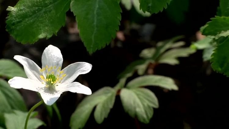 Zawilcowa pierzyna w Kraśniku 