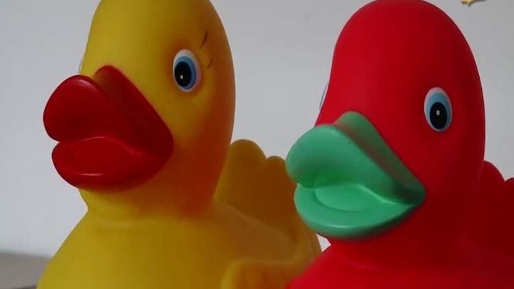 wyścig kaczek zapowiedź