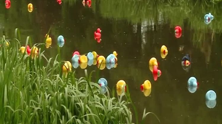 ii_wyscig_kaczek.mp4