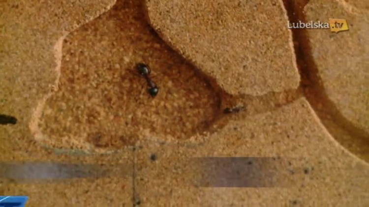 lkr_zoom_natury-logo.mp4