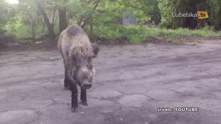 dzikie zwierzęta niszczą uprawy