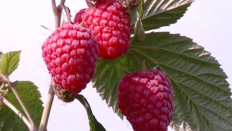 swieto_owocow_miekkich_i_rekodzielnictwa_krasnik_2015.mp4