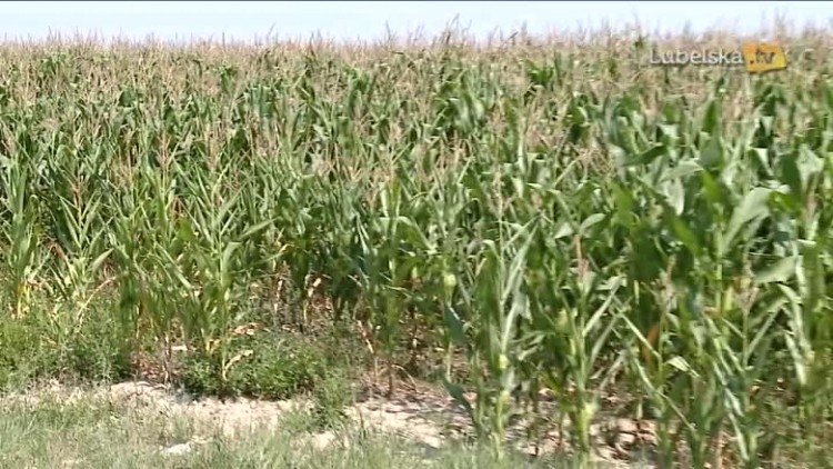 agencja_rynku_rolnego