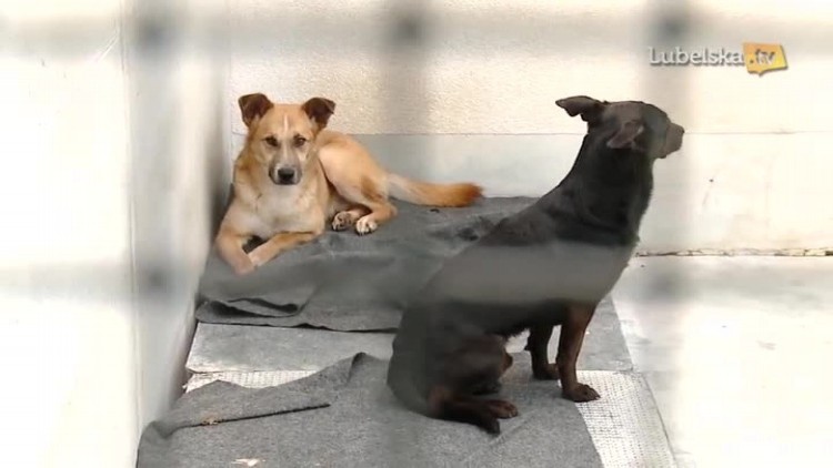 Nie kupuj - przygarnij