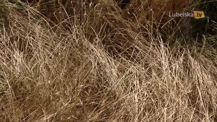 Susza w województwie lubelskim