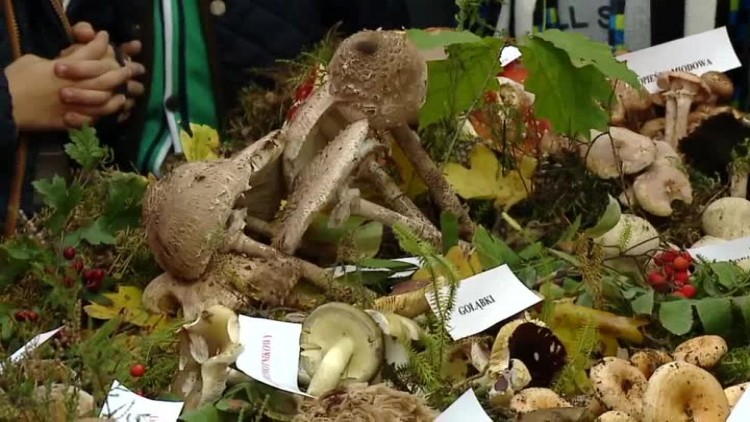 lkr_grzybobranie.mp4