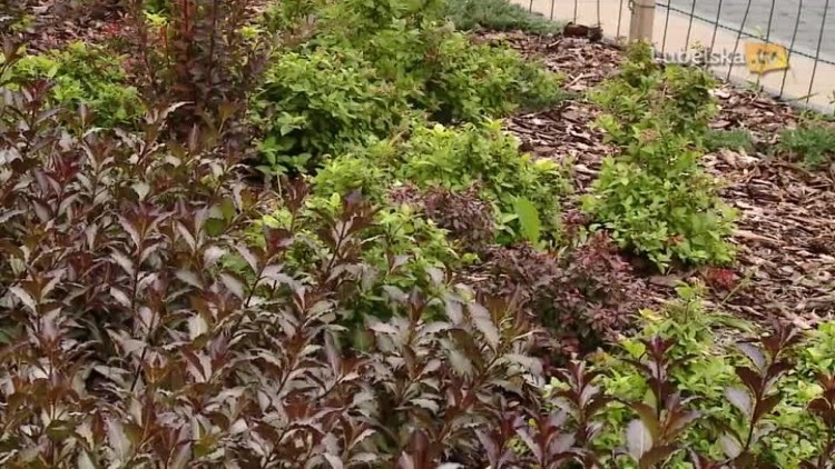 rewitalizacja lubartowskiej