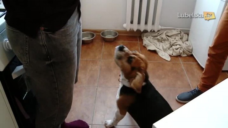 Zapowiedź Więcej niż kwadrans sportowy (odc. V)