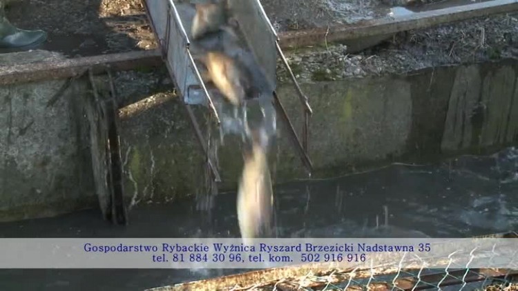 gospodarstwo_rybackie_wyznica02.mp4