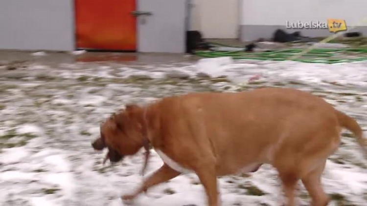 schronisko noworoczne