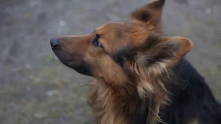 01_lkr_czipy_dla_psow.mp4