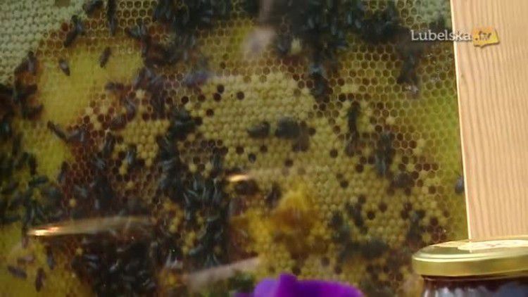 pasieka miejska