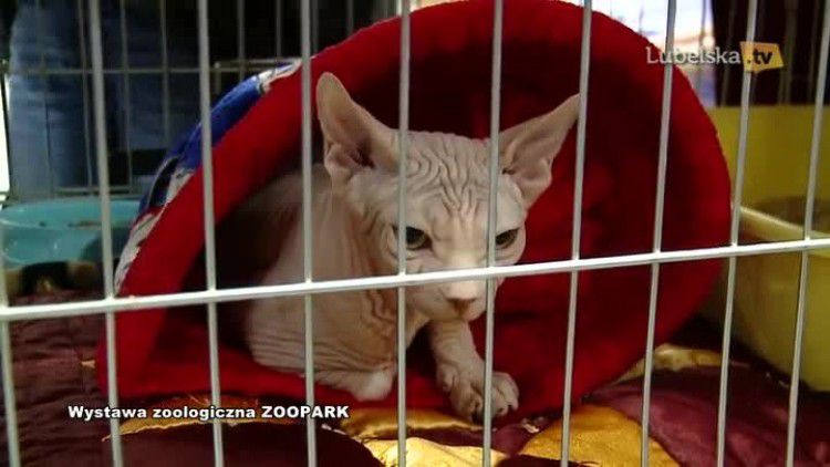 relacja zoopark