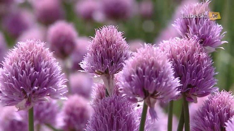 ogrod_botaniczny_logo.mp4