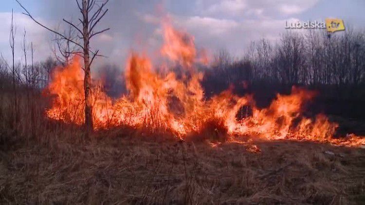 wypalanie traw