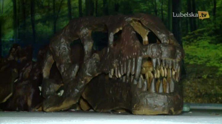 dinozaury w galeriii