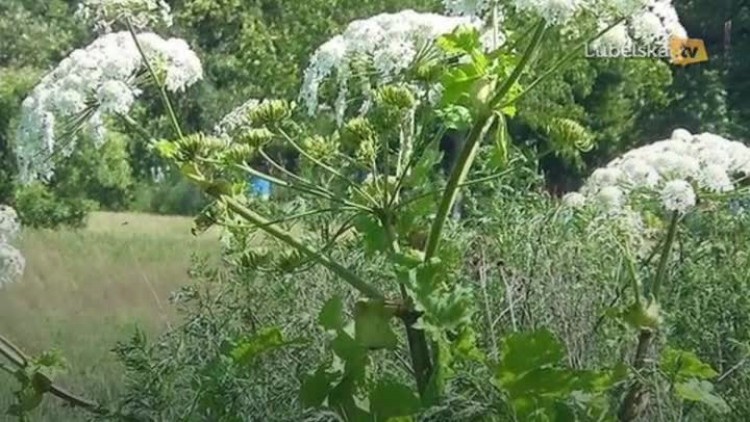 barszcz_sosnowskiego_logo.mp4