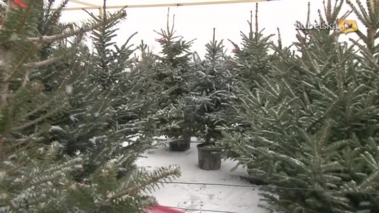 20161214_choinki_logo.mp4