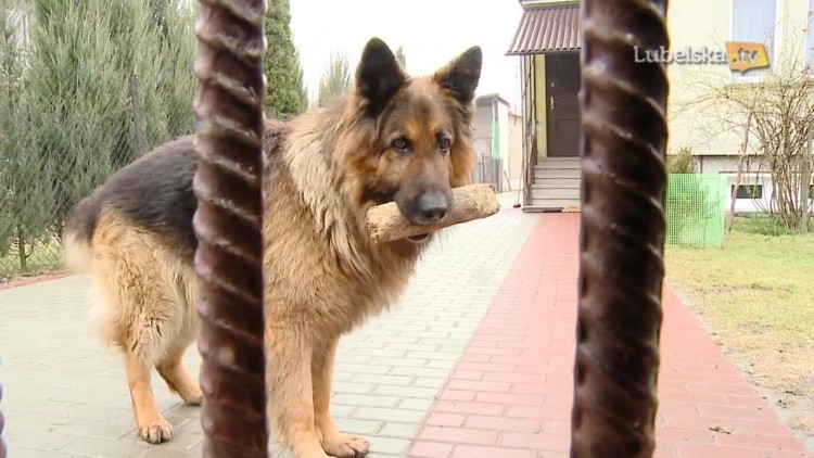 20170317_czipowanie_psow_logo.mp4