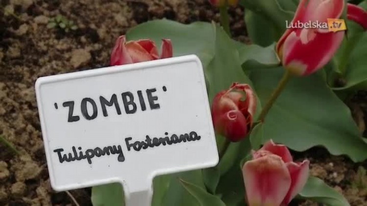 botanik_news_enkodo.mp4