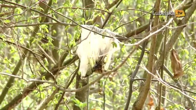 20170808_nadlesnictwo_logo.mp4