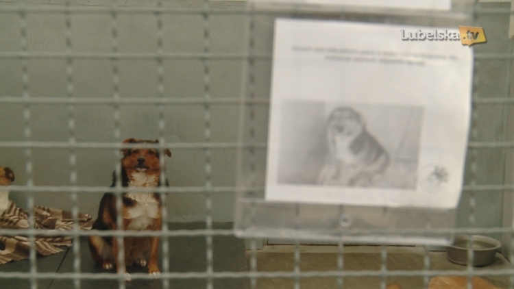 20181005_walczymy_o_zwierzeta.mp4